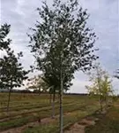 P859_9.jpg