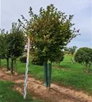 P1112_5.jpg