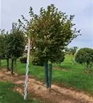 P1112_5.jpg