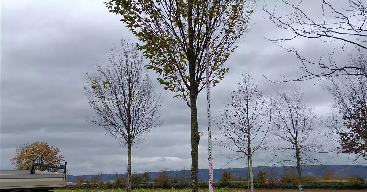 Carpinus betulus 'Fastigiata'