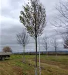 P1113_1.jpg
