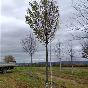 Carpinus betulus 'Fastigiata'