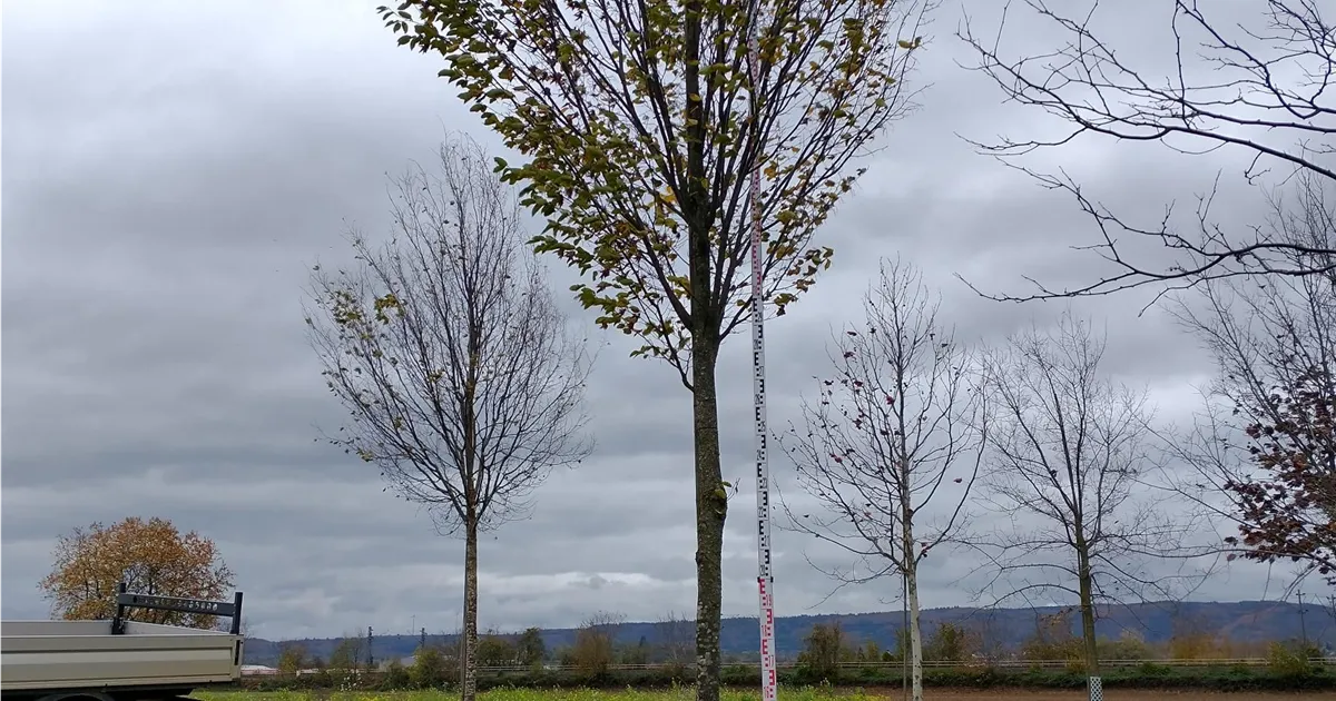 Carpinus betulus 'Fastigiata'