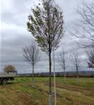 P1113_1.jpg