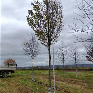 Carpinus betulus 'Fastigiata'