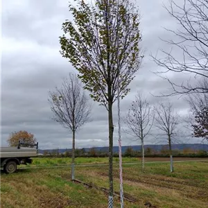 Carpinus betulus 'Fastigiata'