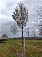 Carpinus betulus 'Fastigiata'