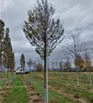 P1113_2.jpg