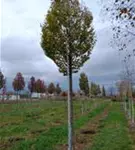 P1113_3.jpg