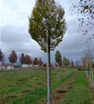 P1113_3.jpg