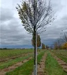 P1113_5.jpg