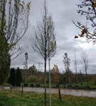 P1113_6.jpg