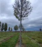 P1113_7.jpg