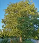 P46740_5.jpg
