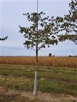 Cornus kousa 'Venus' -R-
