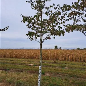 Cornus kousa 'Venus' -R-