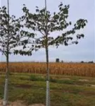 P35392_2.jpg