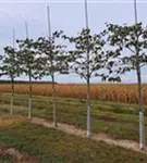 P35392_3.jpg