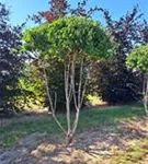 P1432_1.jpg