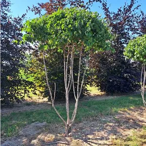 Cornus mas