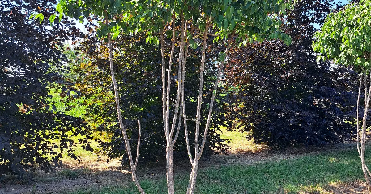 Cornus mas