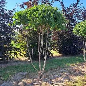 Cornus mas