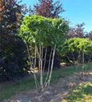 P1432_6.jpg