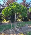 P1432_8.jpg