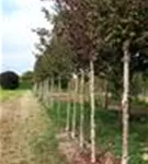 P1432_9.jpg