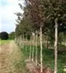 P1432_9.jpg