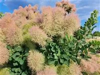 Cotinus coggygria 'Young Lady' -S-