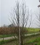 P1555_3.jpg
