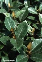 Elaeagnus ebbingei