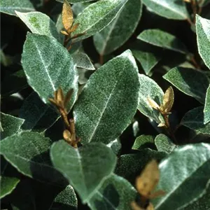 Elaeagnus ebbingei