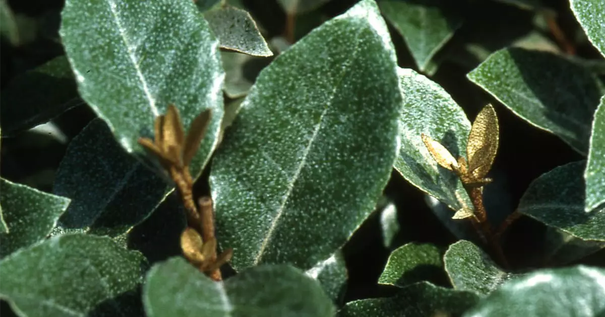 Elaeagnus ebbingei