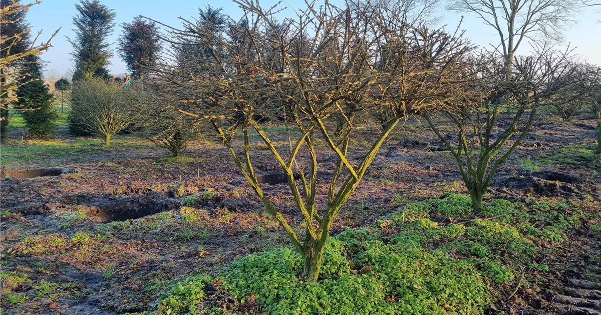 Euonymus alatus
