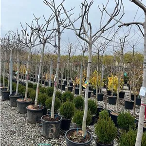 Ficus carica i.S. CAC