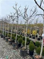 Ficus carica i.S. CAC