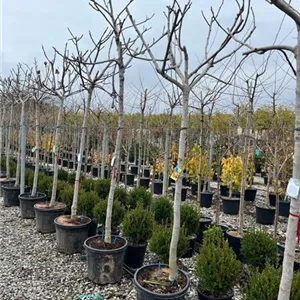 Ficus carica i.S. CAC