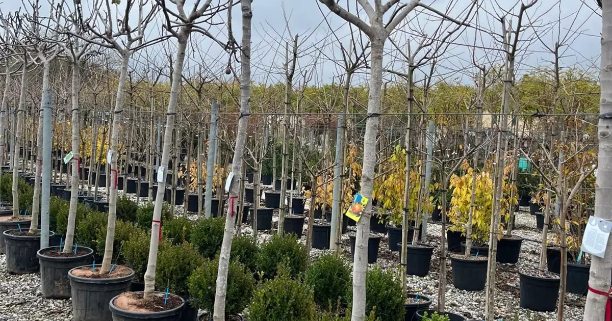 Ficus carica i.S. CAC