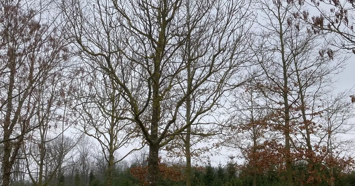 Fraxinus ornus