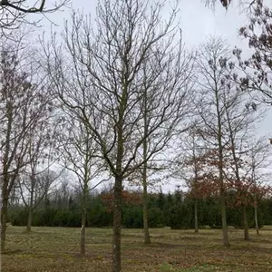 Fraxinus ornus