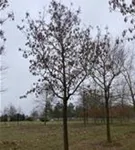 P2058_2.jpg