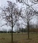 P2058_3.jpg
