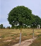 P100047_6.jpg