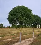 P100047_6.jpg
