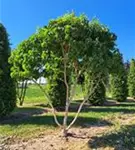 P54253_14.jpg