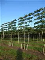 Liquidambar styraciflua