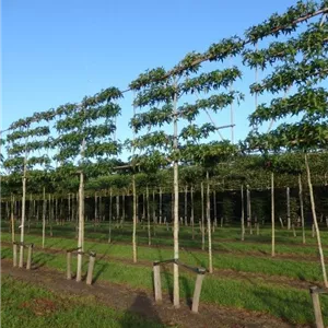 Liquidambar styraciflua