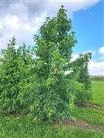 Liquidambar styraciflua